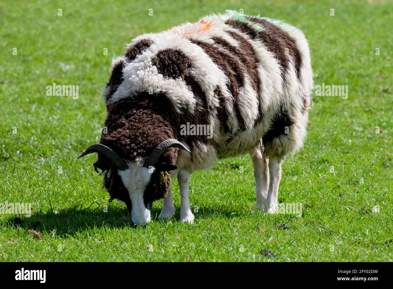 An independent Jacob sheep nibbling Springtime grass, Home Farm, Beningbrough, North Yorkshire, UK Stock Photo