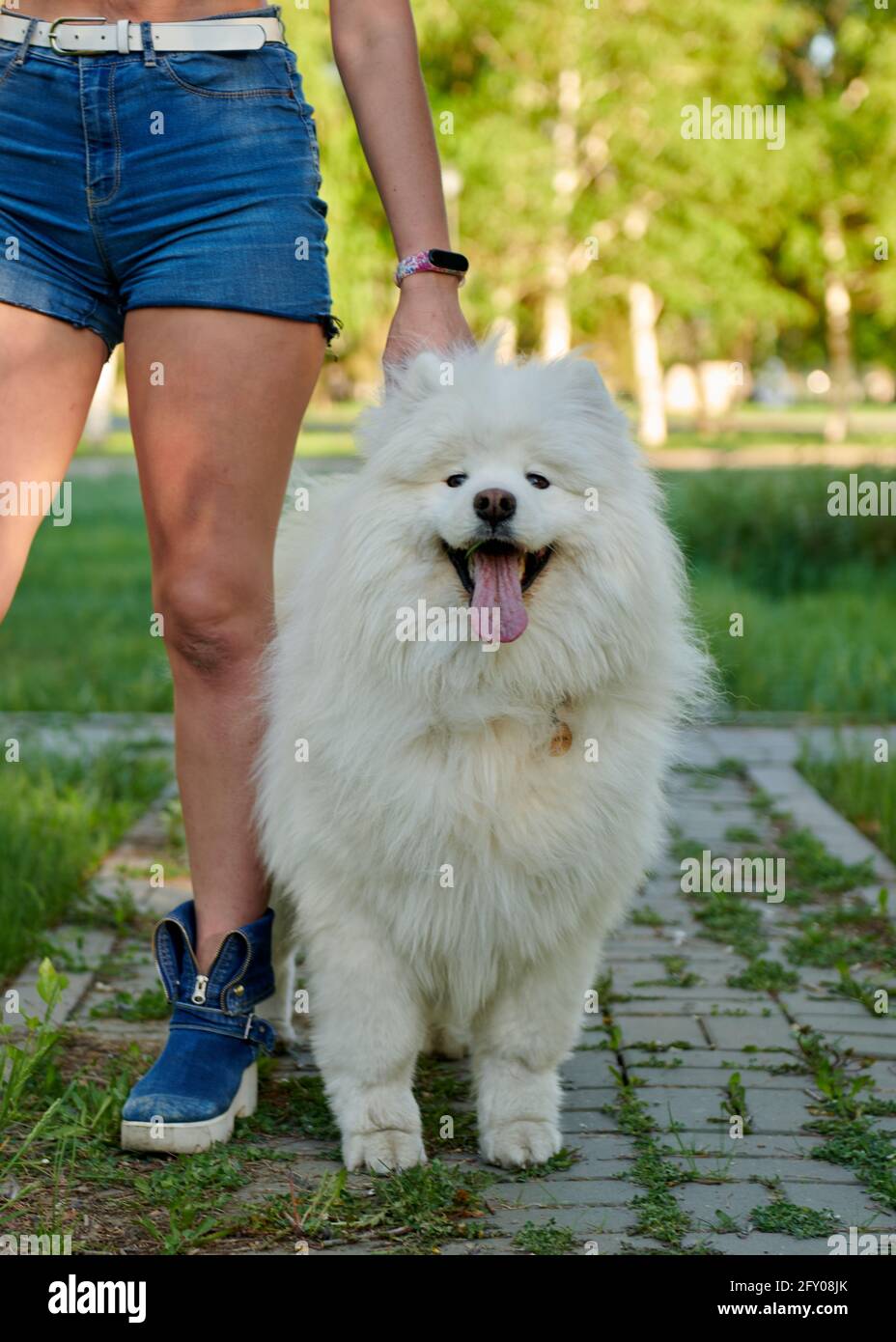 happy white dog is held by a girl in blue shorts Stock Photo Alamy