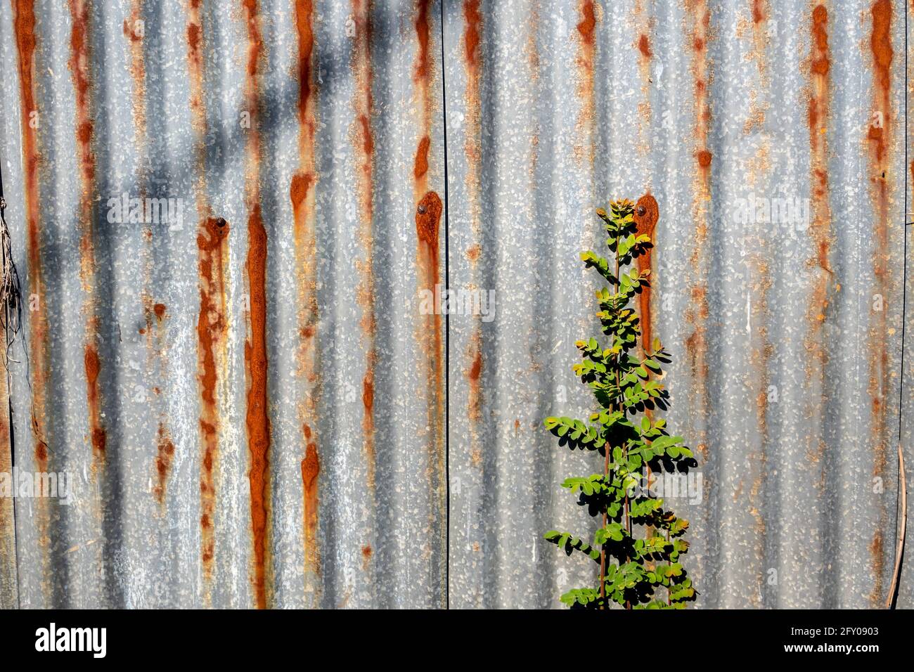The galvanized steel fence rust and corrosion with weed in front Stock Photo Alamy