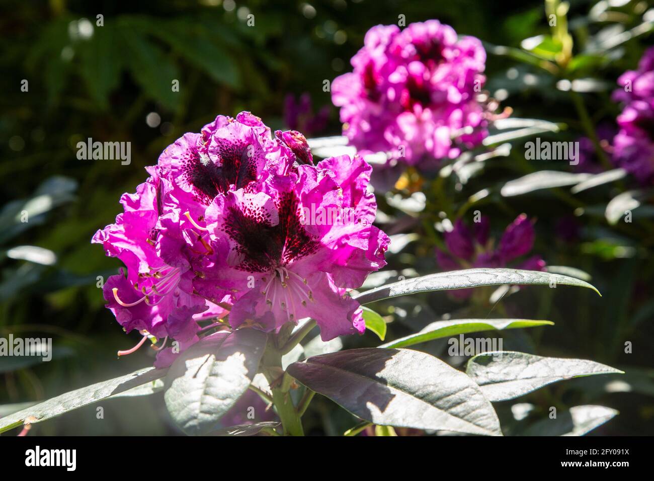 Rhododendron hybrid Blaue Jungs II, blue purple flowering evergreen shrub  in full flower, May, Devon, England UK Stock Photo - Alamy