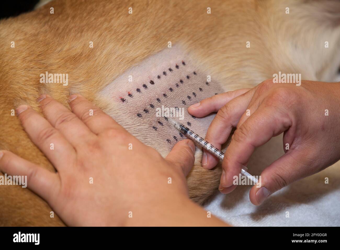 Dog getting a shot by veterinarian in animal hospital Stock Photo