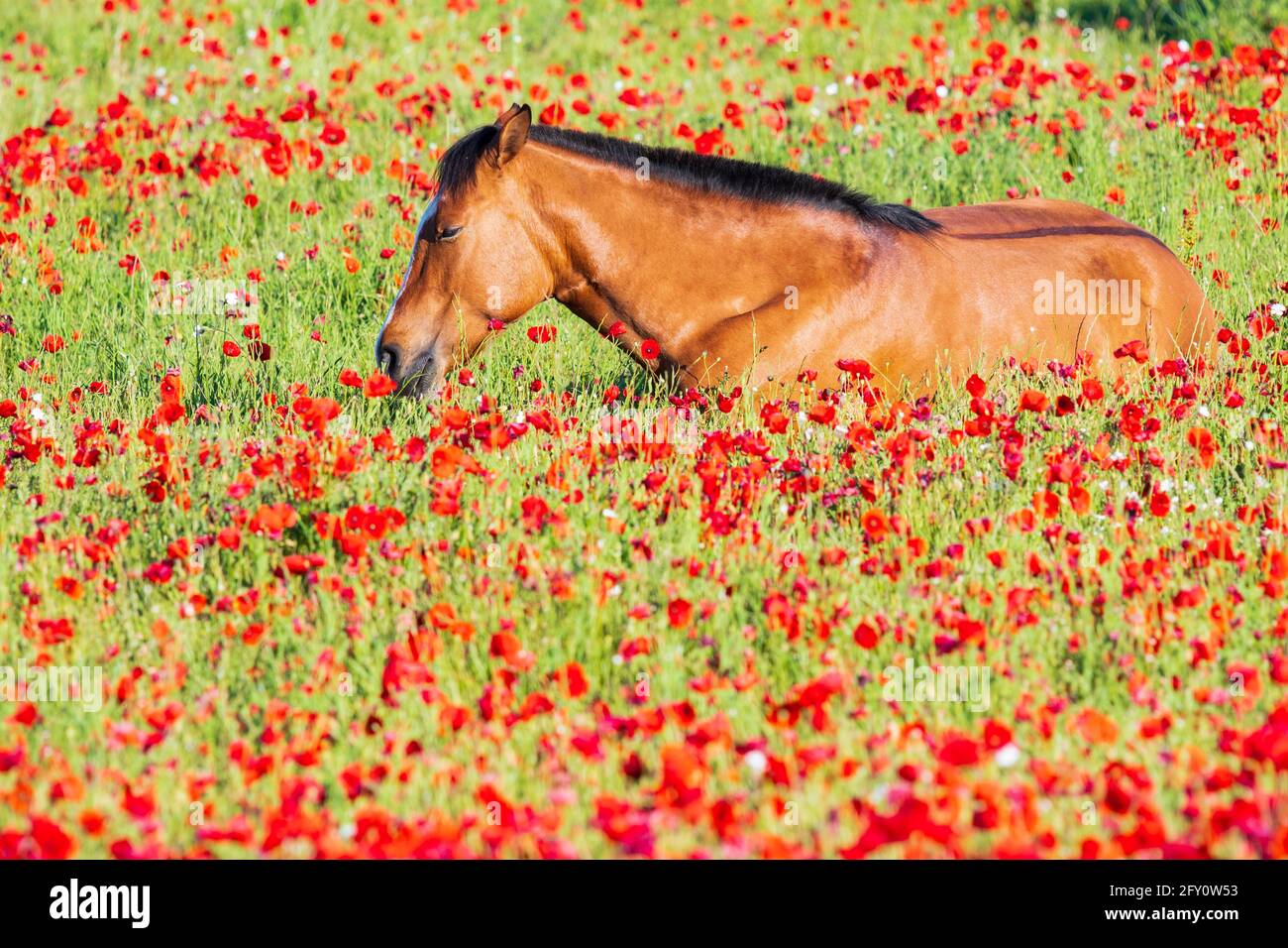Poppies field in luberon france hi-res stock photography and images - Alamy