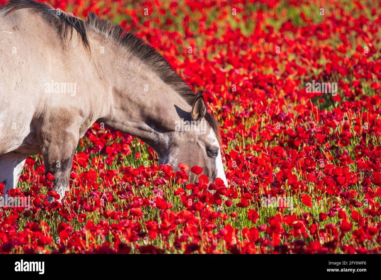 Poppies field in luberon france hi-res stock photography and images - Alamy
