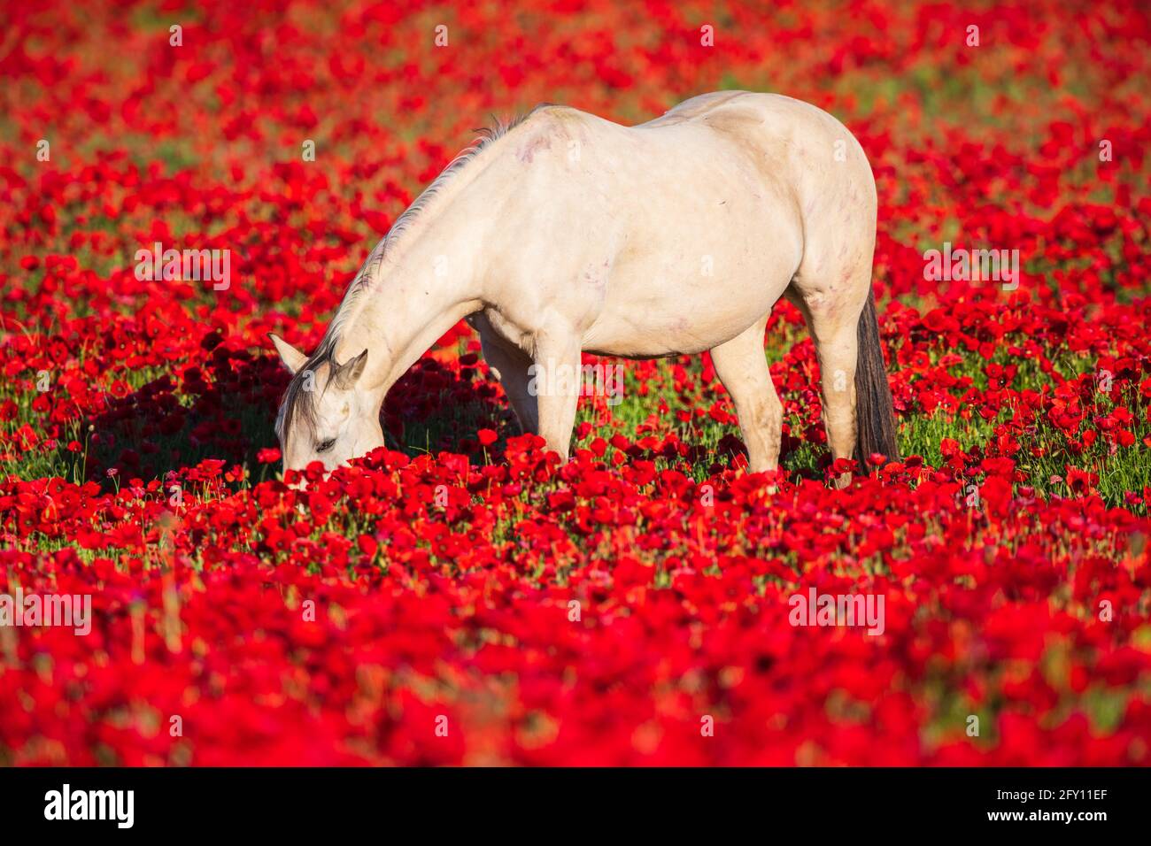 Poppies field in luberon france hi-res stock photography and images - Alamy