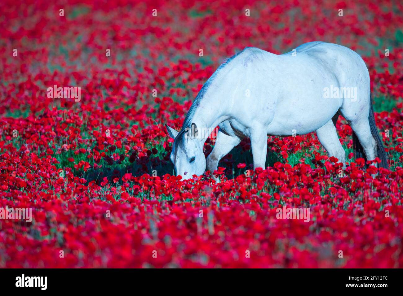 Poppies field in luberon france hi-res stock photography and images - Alamy