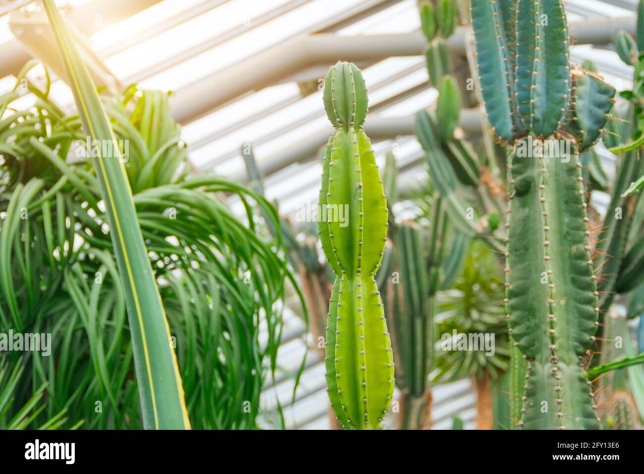 Tropical plant cactus cactaceae, cereus hildmannianus peruvian apple greenhouse Stock Photo