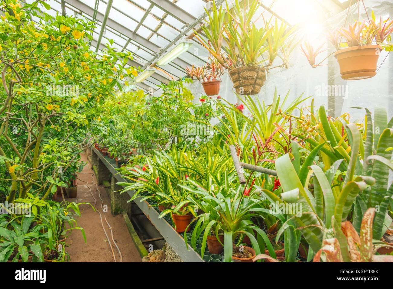 Plants of tropical raw bromeliad forest stand on shelves and hang in hanging pots a greenhouse garden Stock Photo