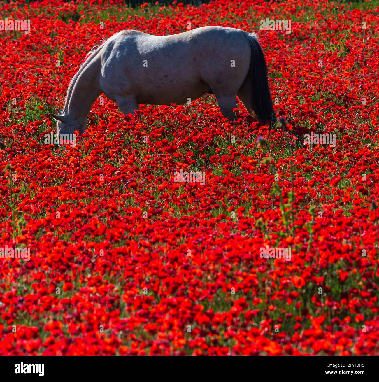 Poppies field in luberon france hi-res stock photography and images - Alamy