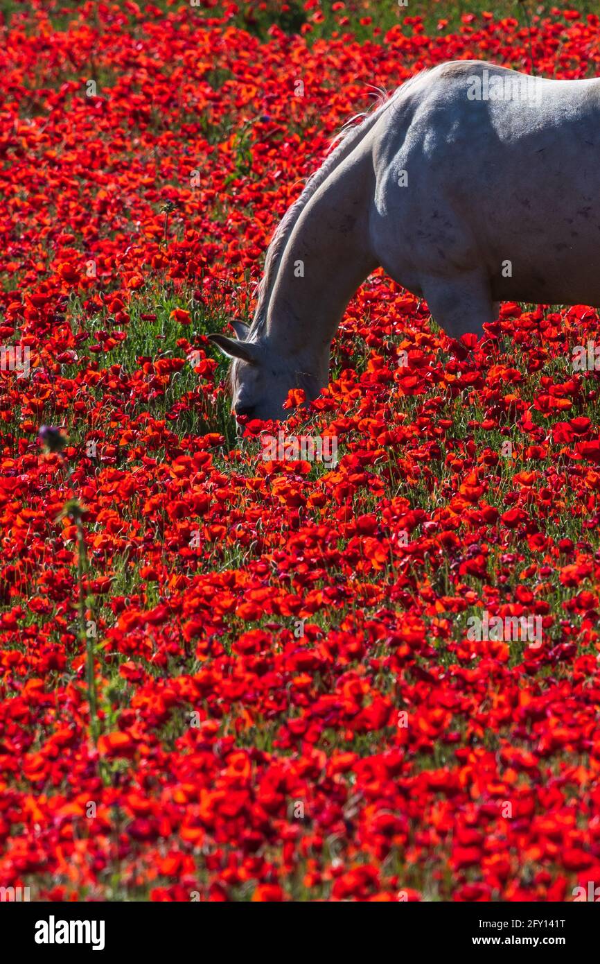 Poppies field in luberon france hi-res stock photography and images - Alamy