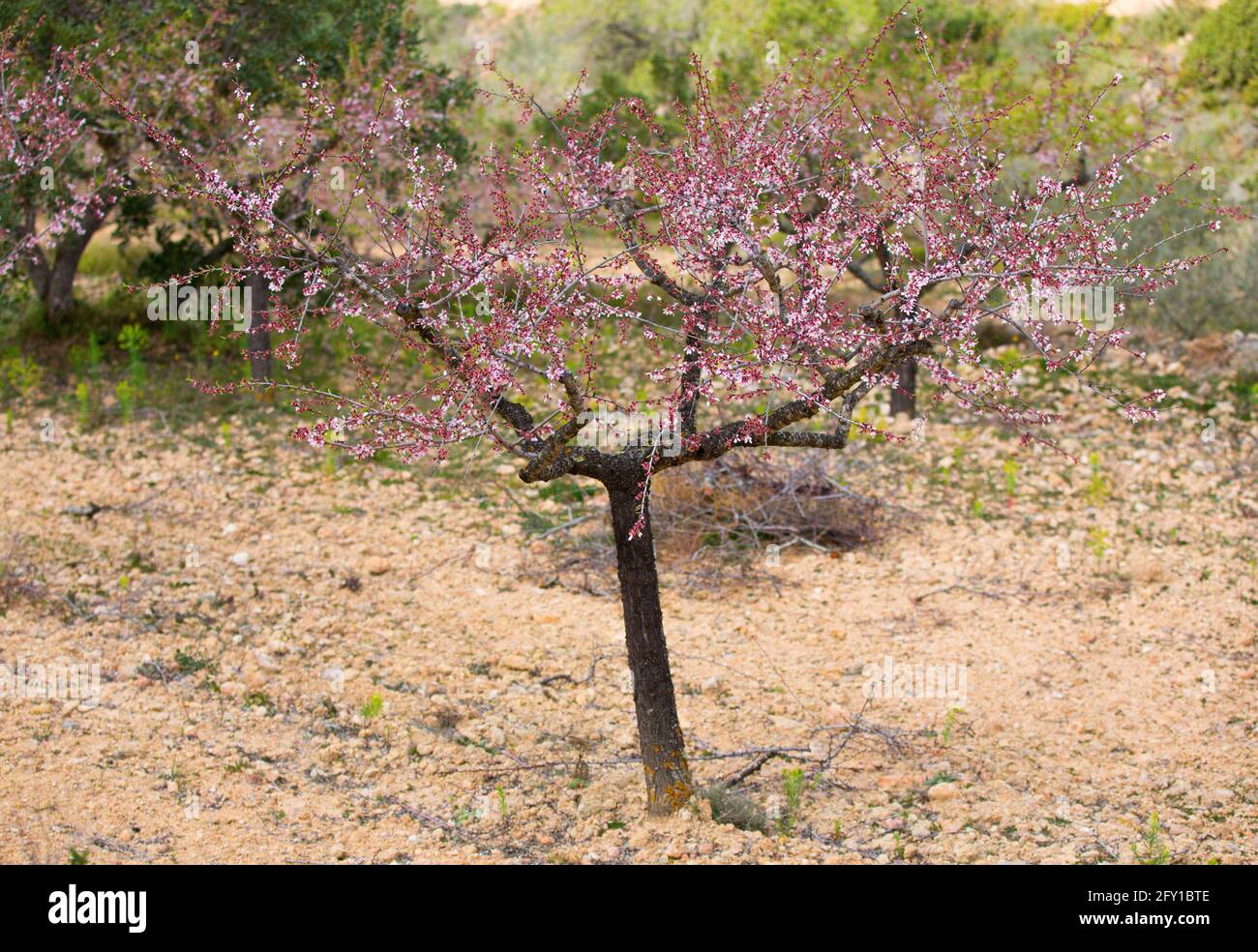 Isolated almond tree Stock Photo