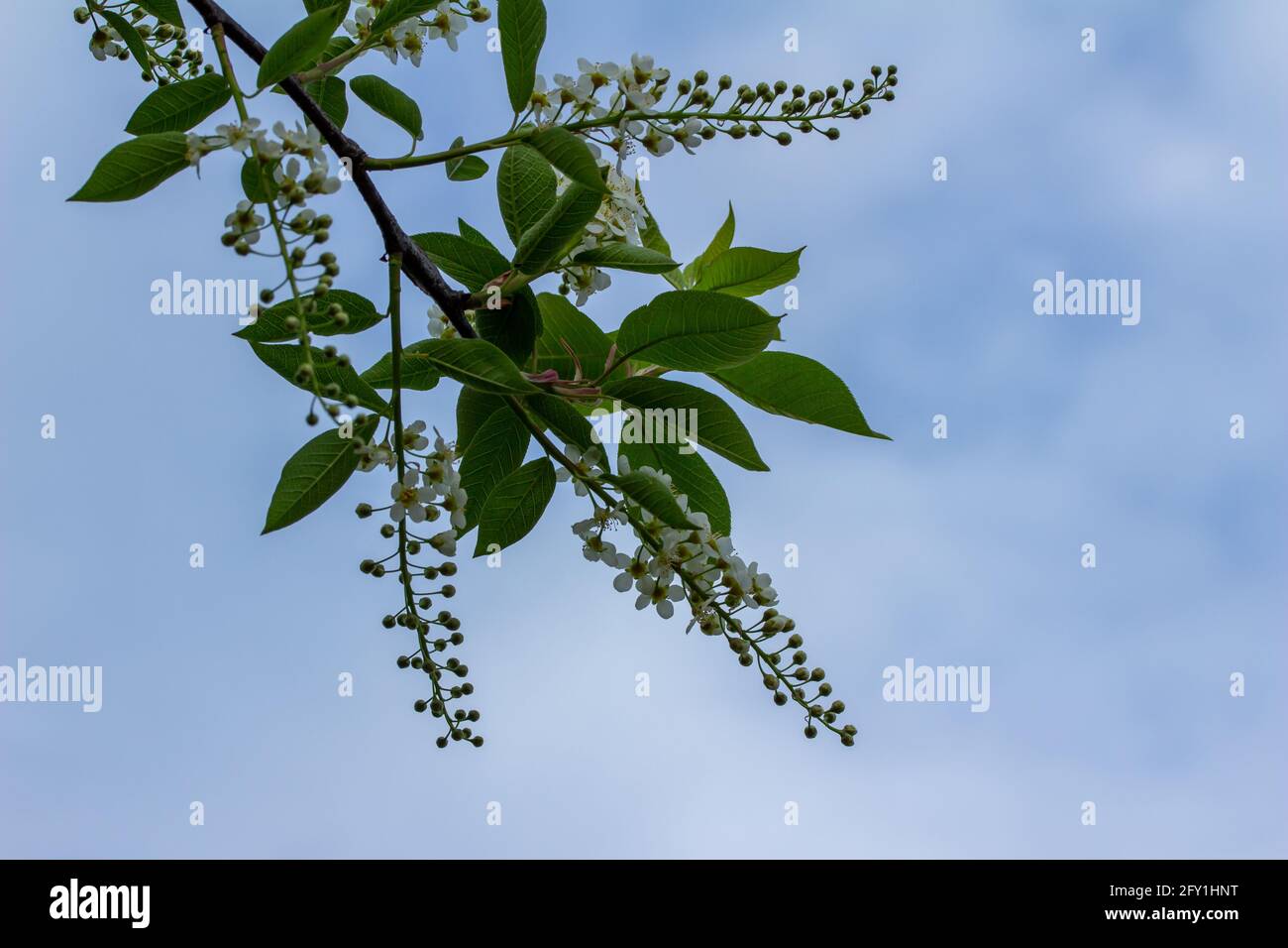 Abstract closeup view of a branch of delicate flowers on a Canada red