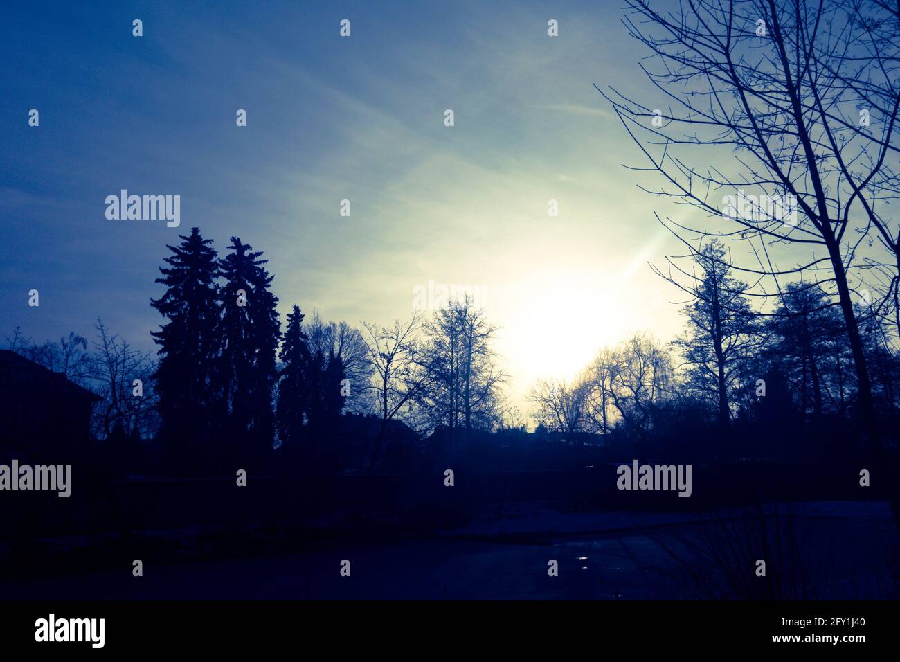 silhouettes of trees at sunrise Stock Photo - Alamy