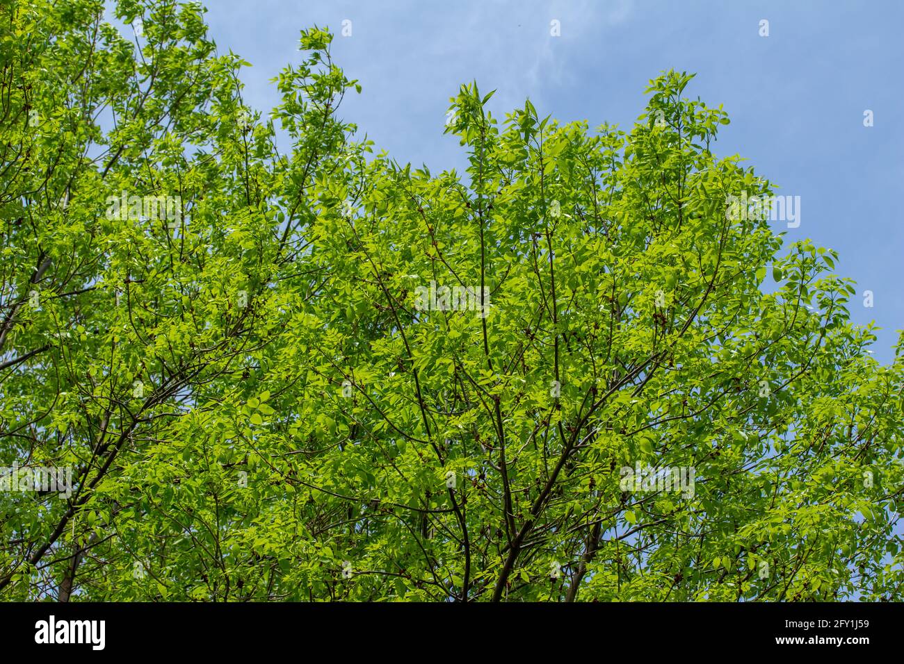 Low angle view of a green ash (fraxinus pennsylvanica) treetop covered with leaves, and blue sky background Stock Photo