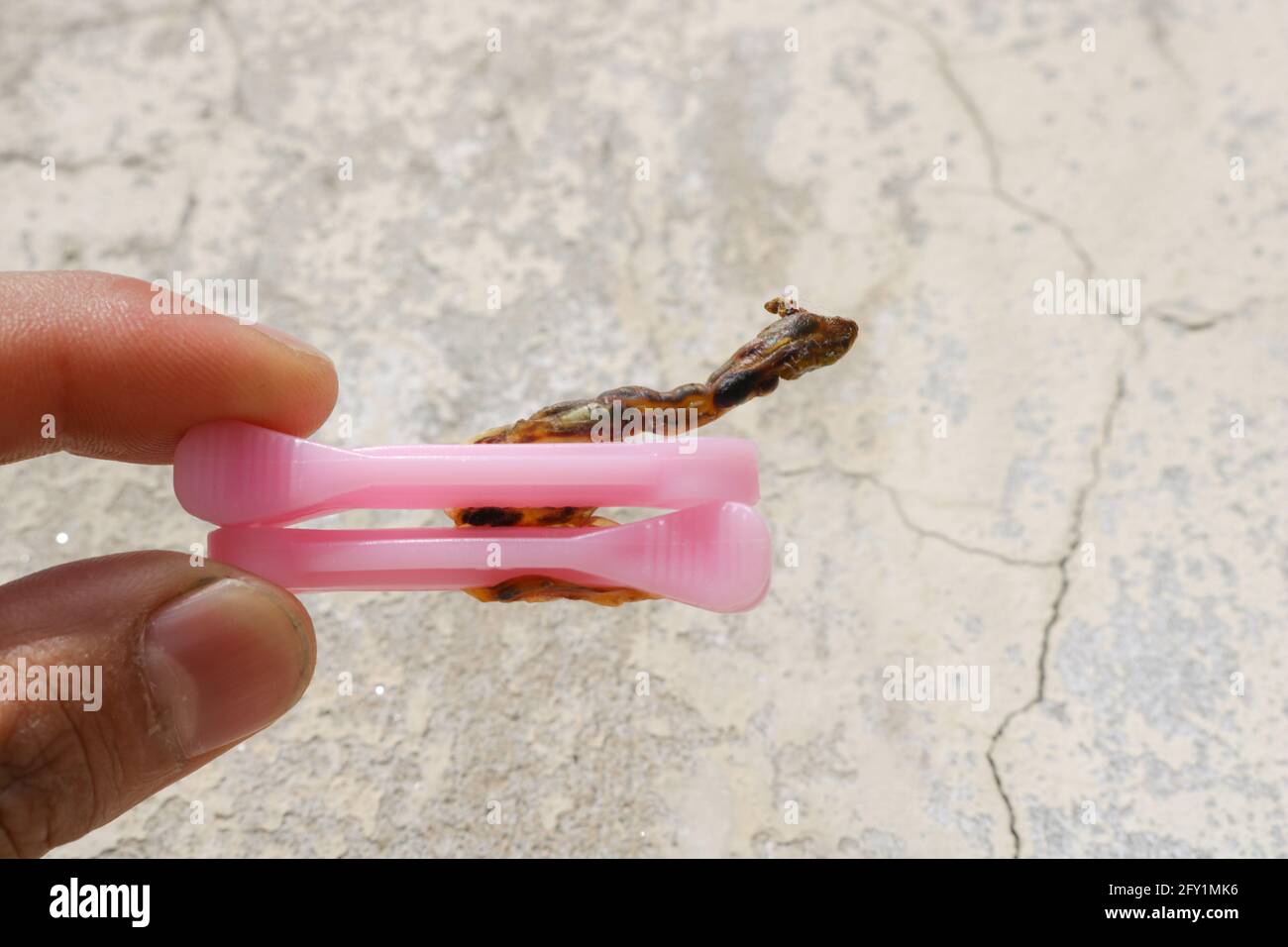 Umbilical cord of a human Stock Photo