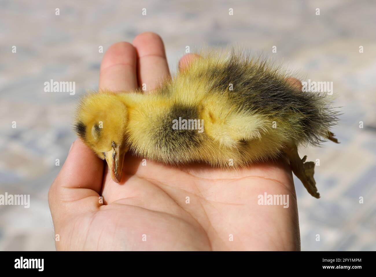 Died Chick of Duck in hand, Died Baby duck, Died duckling Stock Photo