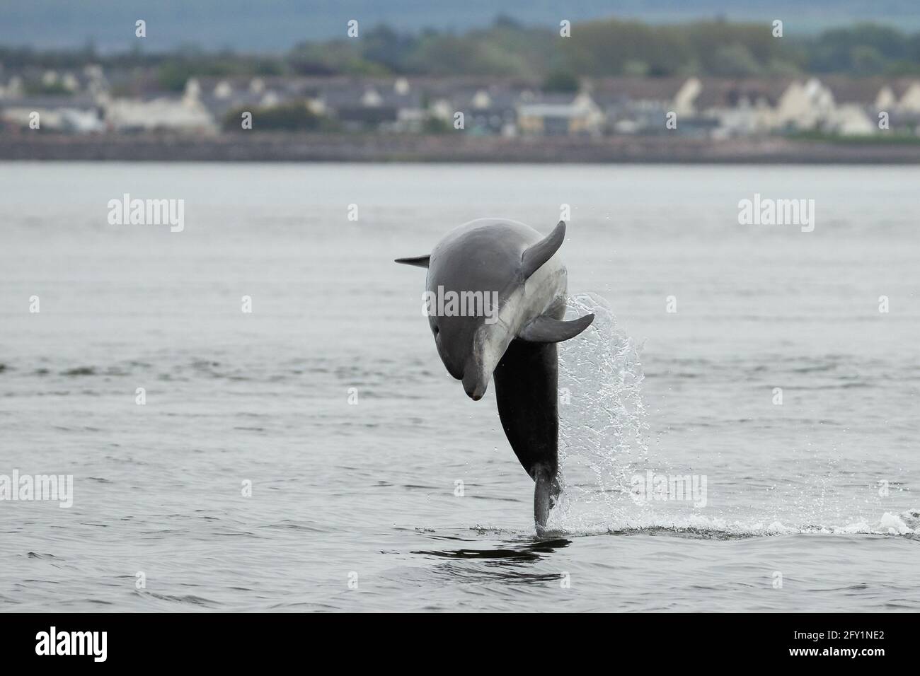 Bottlenose dolphin - Moray Firth population Stock Photo