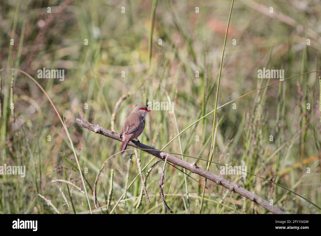 Perched common waxbill in a meadow from northern Portugal. Stock Photo