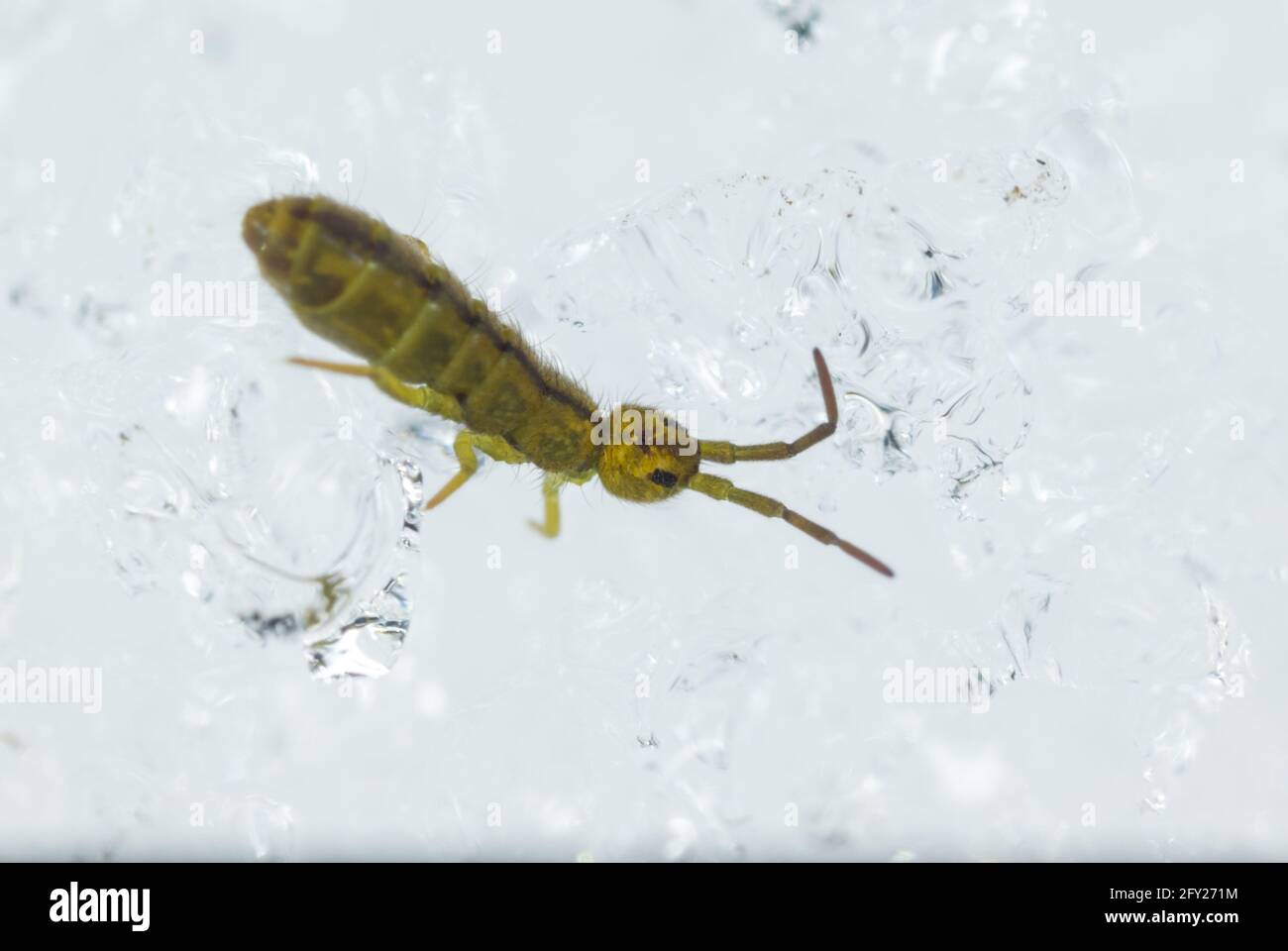 Elongate-bodied springtail (Isotoma sp) walking on snow during winter Stock Photo