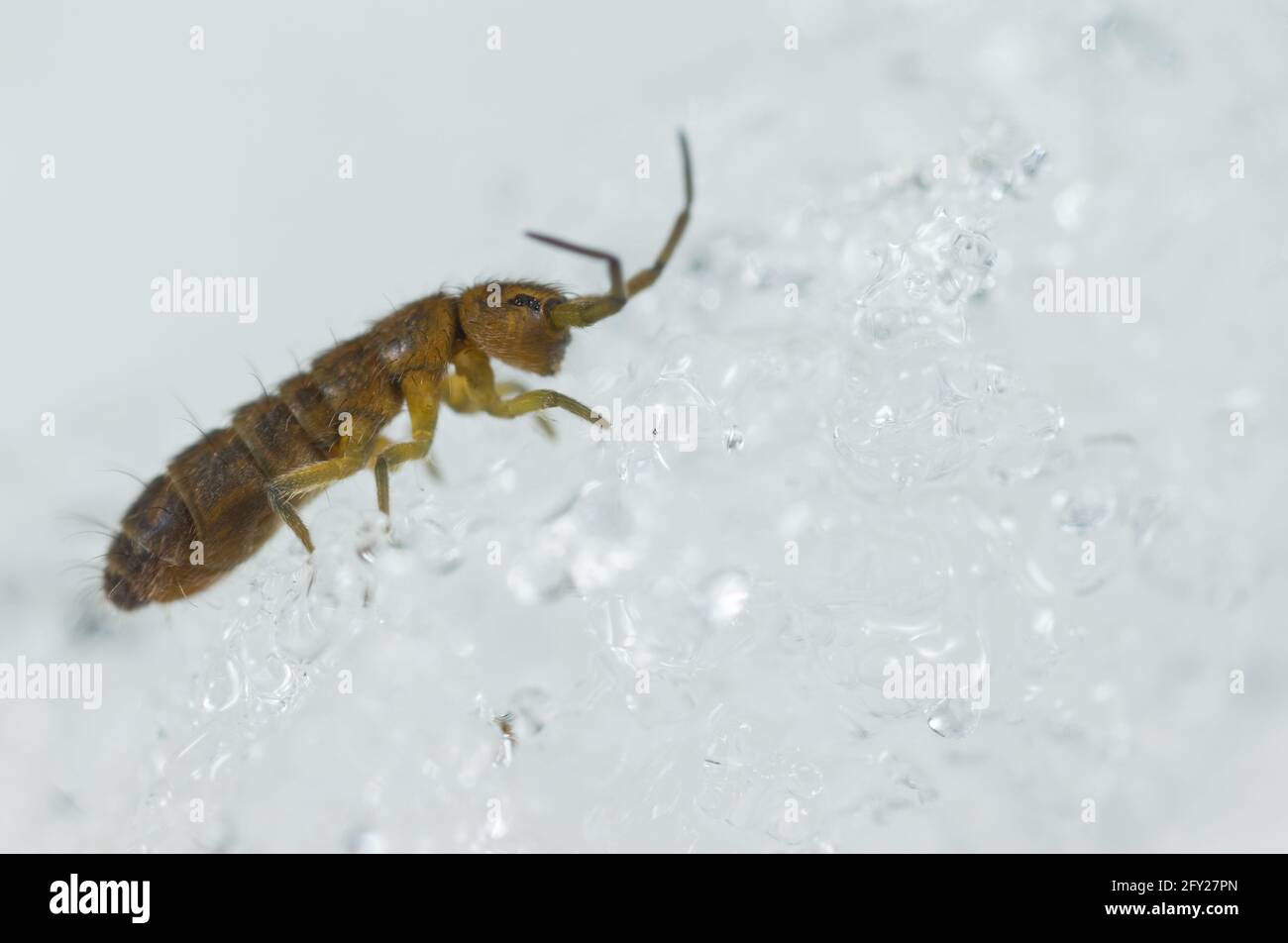 Elongate-bodied springtail (Isotoma sp) walking on snow during winter Stock Photo