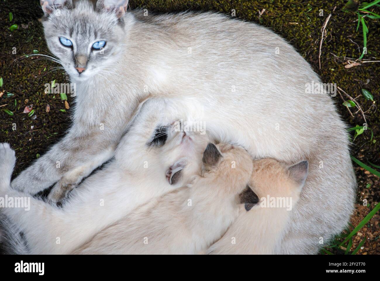 Siamese cat nursing kittens outdoors. (USA) Stock Photo