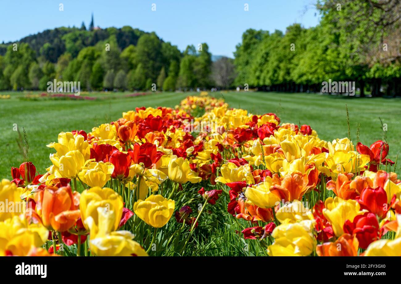 Beautiful flowerbed with red and yellow tulips in park in spring Stock ...