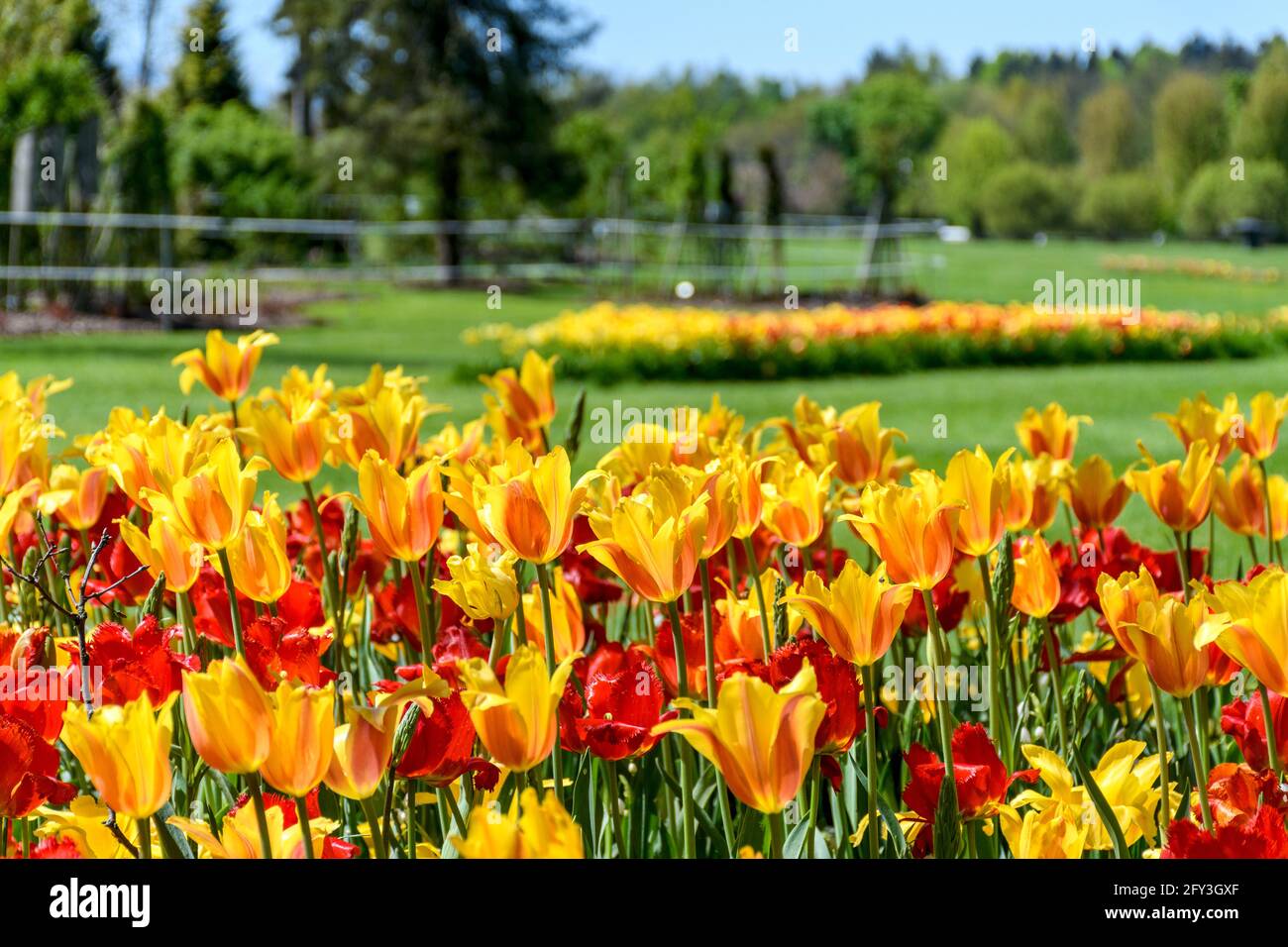 Beautiful flowerbed with red and yellow tulips in park in spring Stock ...