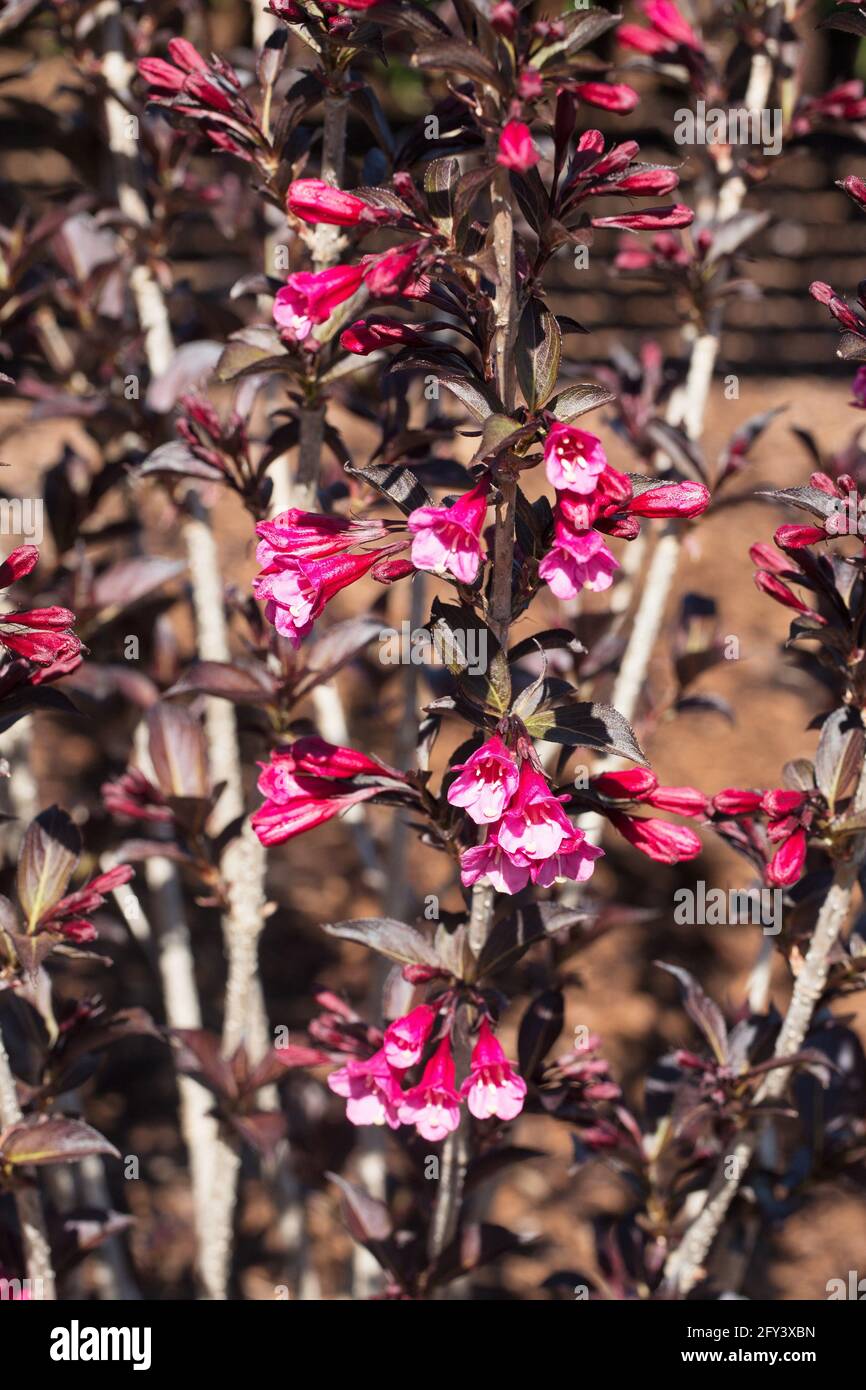 Wine and Roses Weigela Stock Photo Alamy