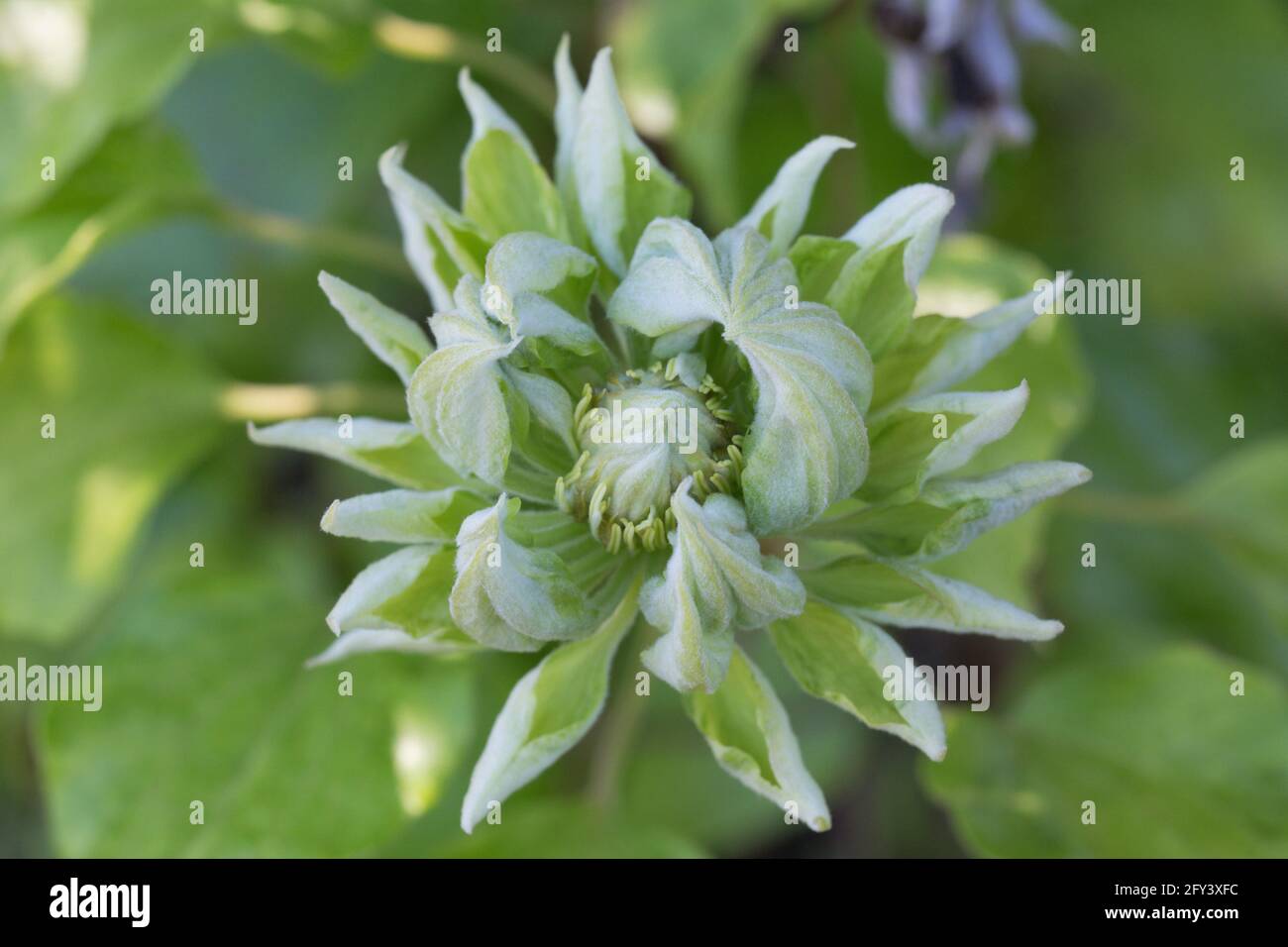Clematis 'Duchess of Edinburgh' Stock Photo Alamy