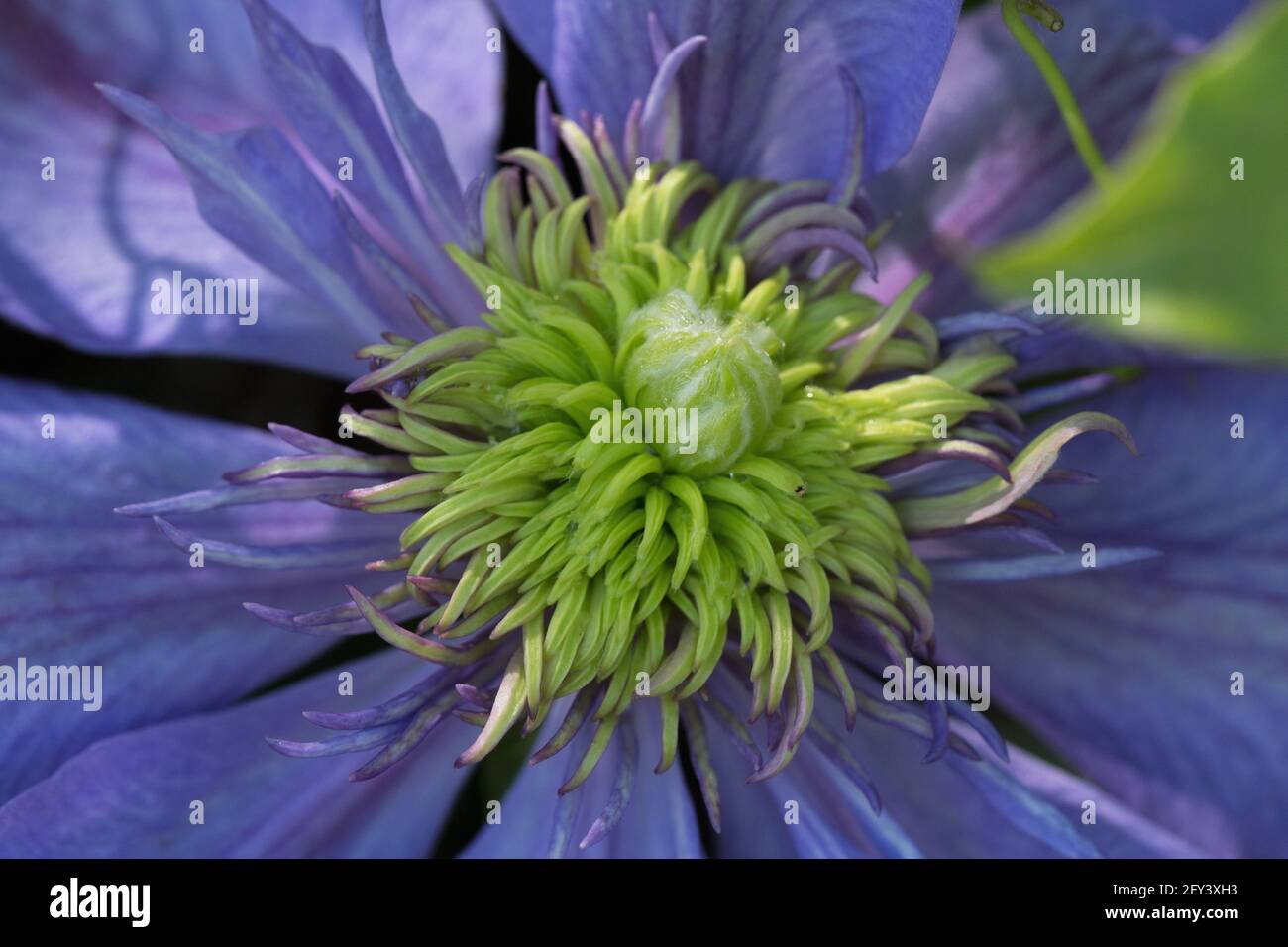Clematis 'H. F. Young'. Stock Photo