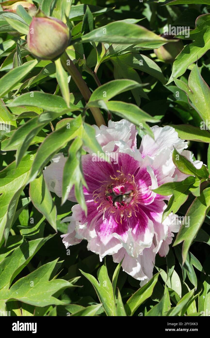 Peony 'Rosy Prospects'. Stock Photo