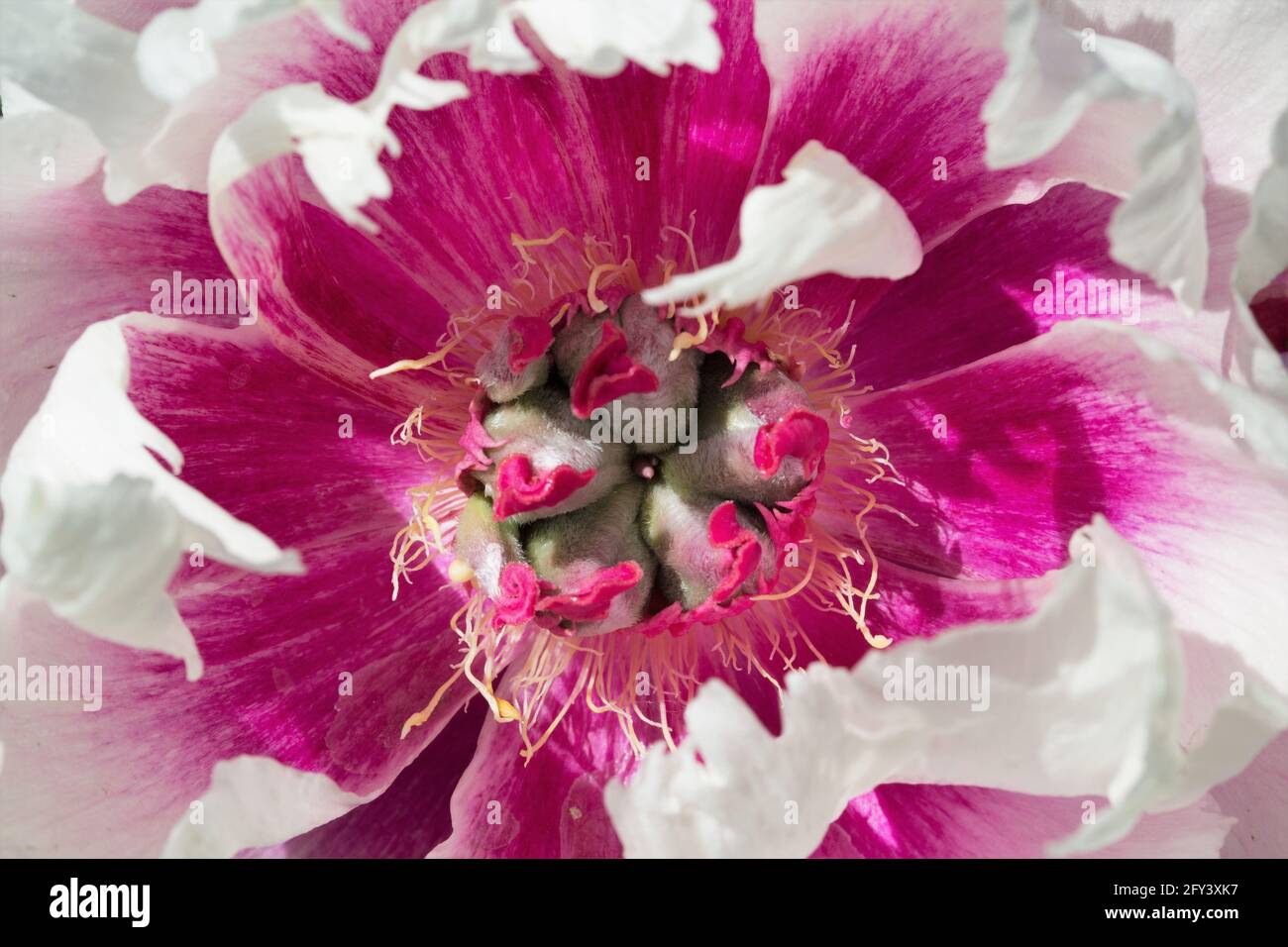 Peony 'Rosy Prospects'. Stock Photo