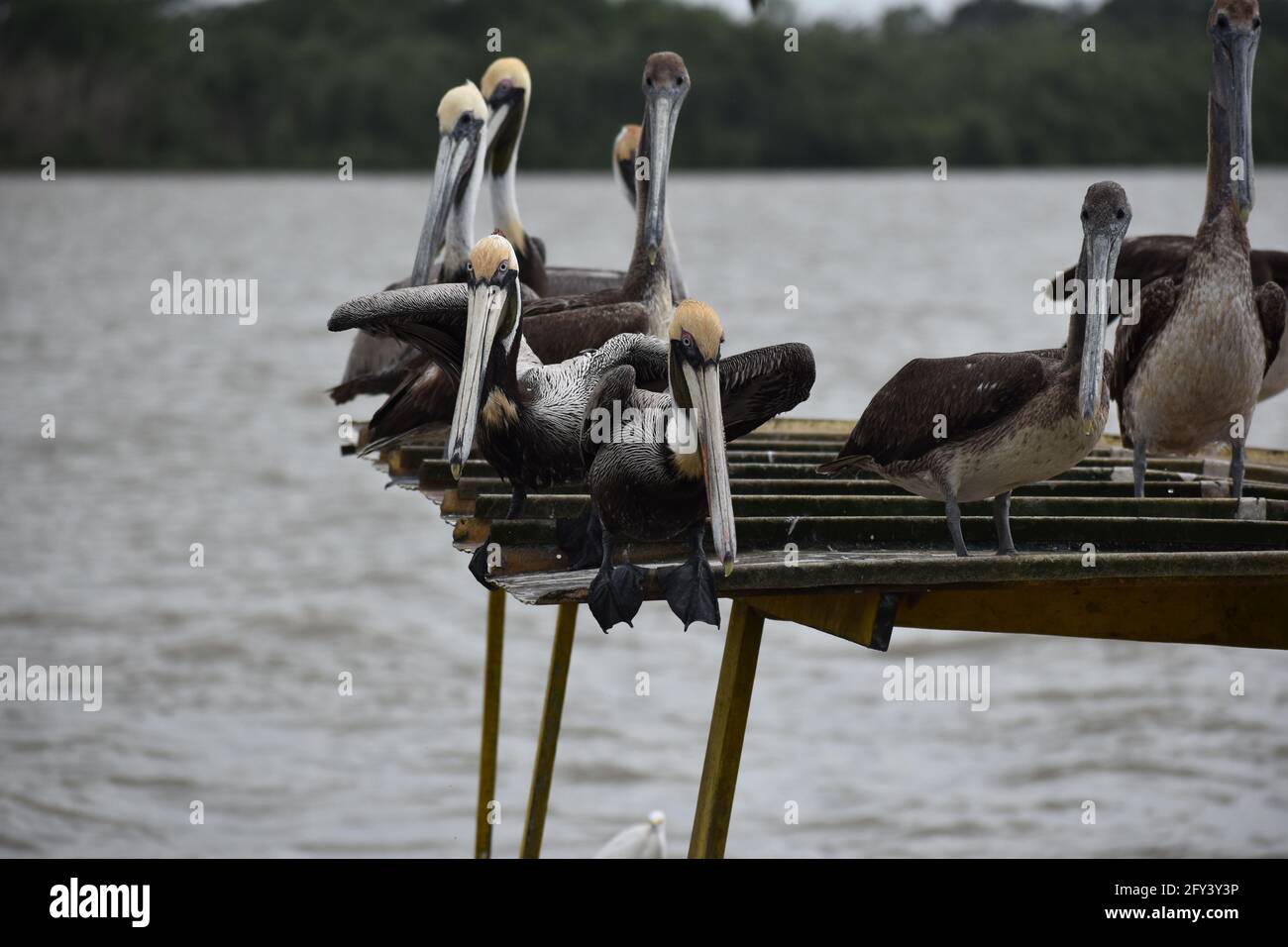 A flock of pelicans on the top of a fishing boat in Orange Valley, Trinidad and Tobago. Stock Photo
