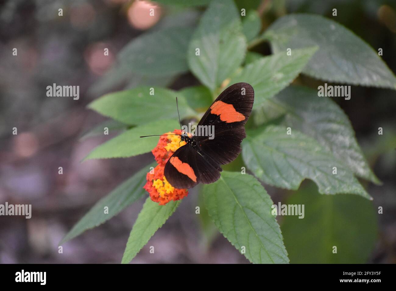 Heliconius melpomene, commonly known as the postman butterfly. Stock Photo