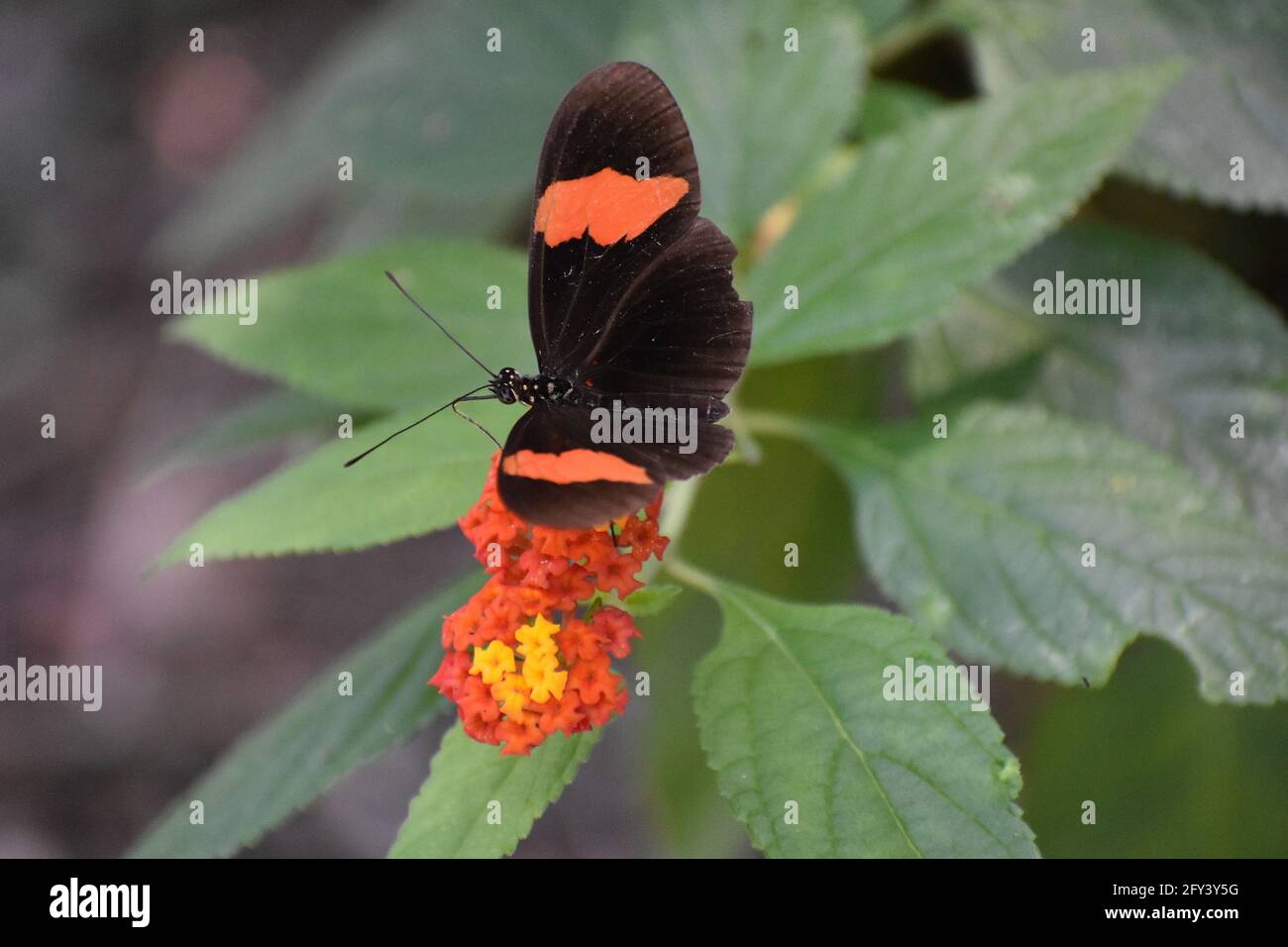 Heliconius melpomene, commonly known as the postman butterfly. Stock Photo