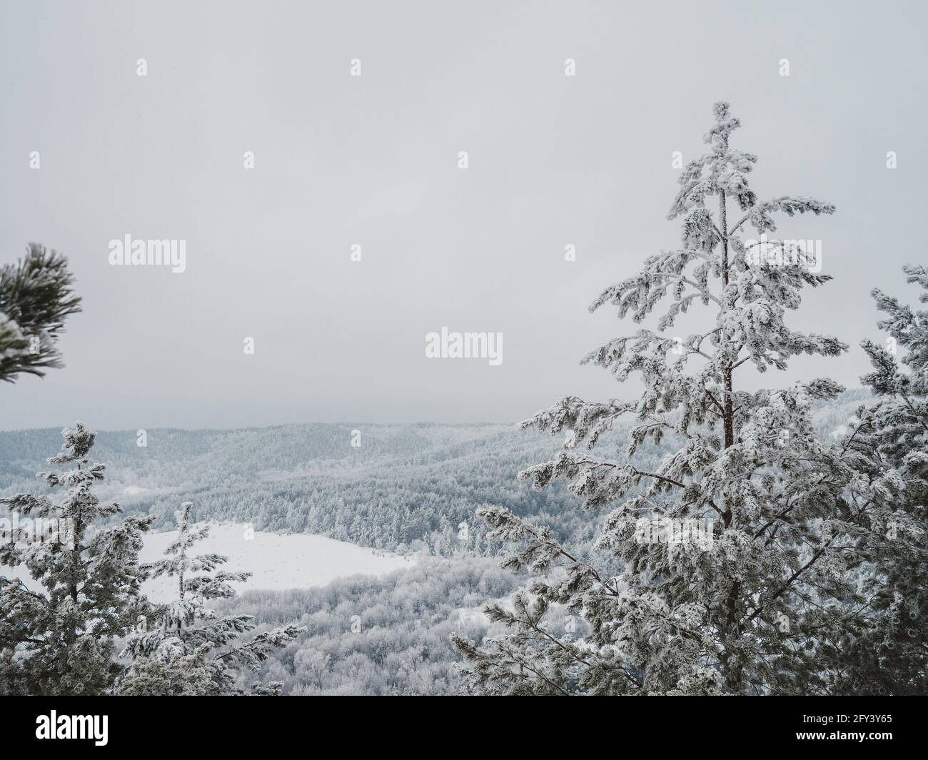 Snow covered forest with pines in mountain landscape Stock Photo