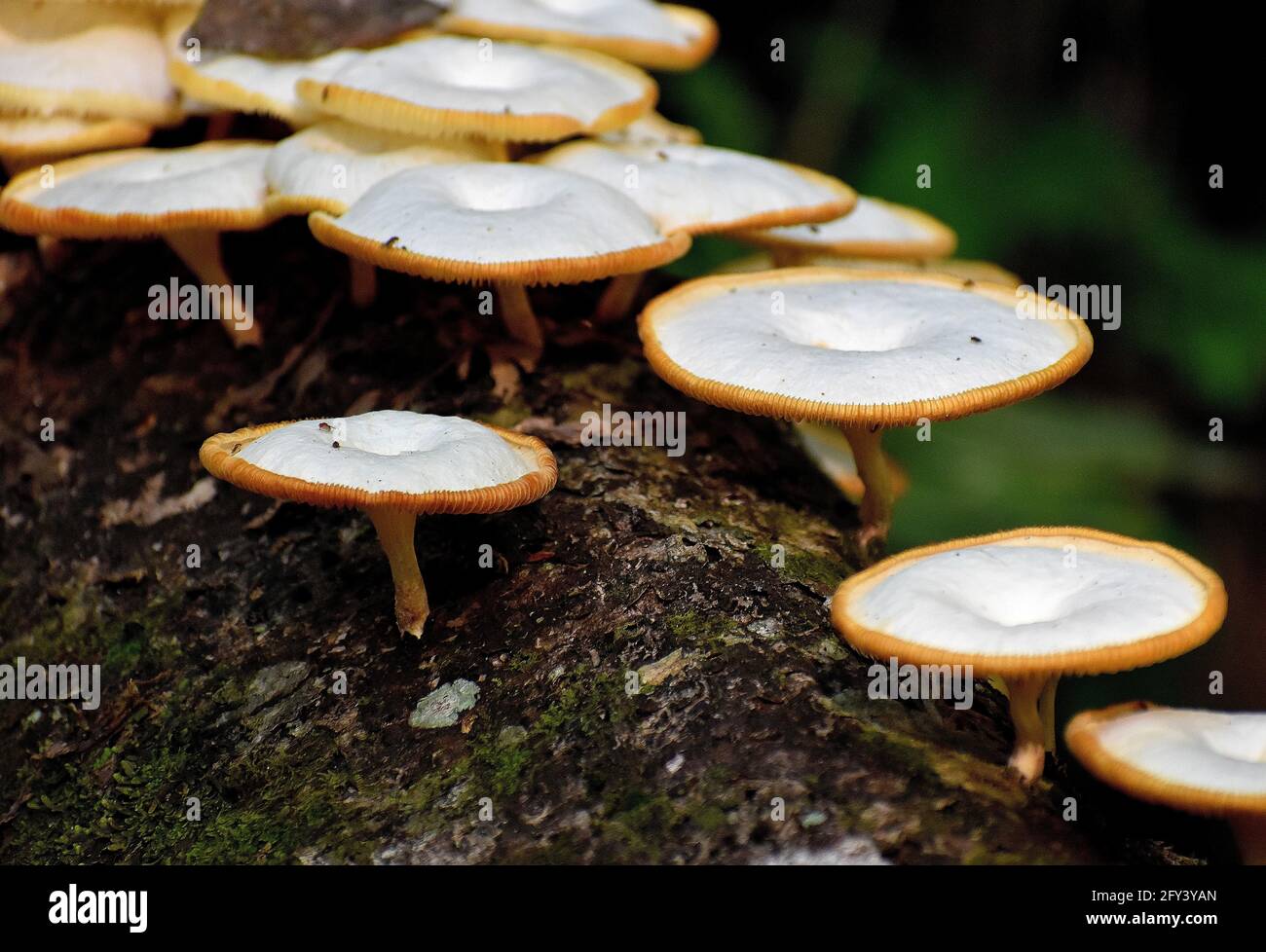 White mushrooms growing on a dead tree bark in a rainforest forest located on the northern range of Trinidad. Stock Photo