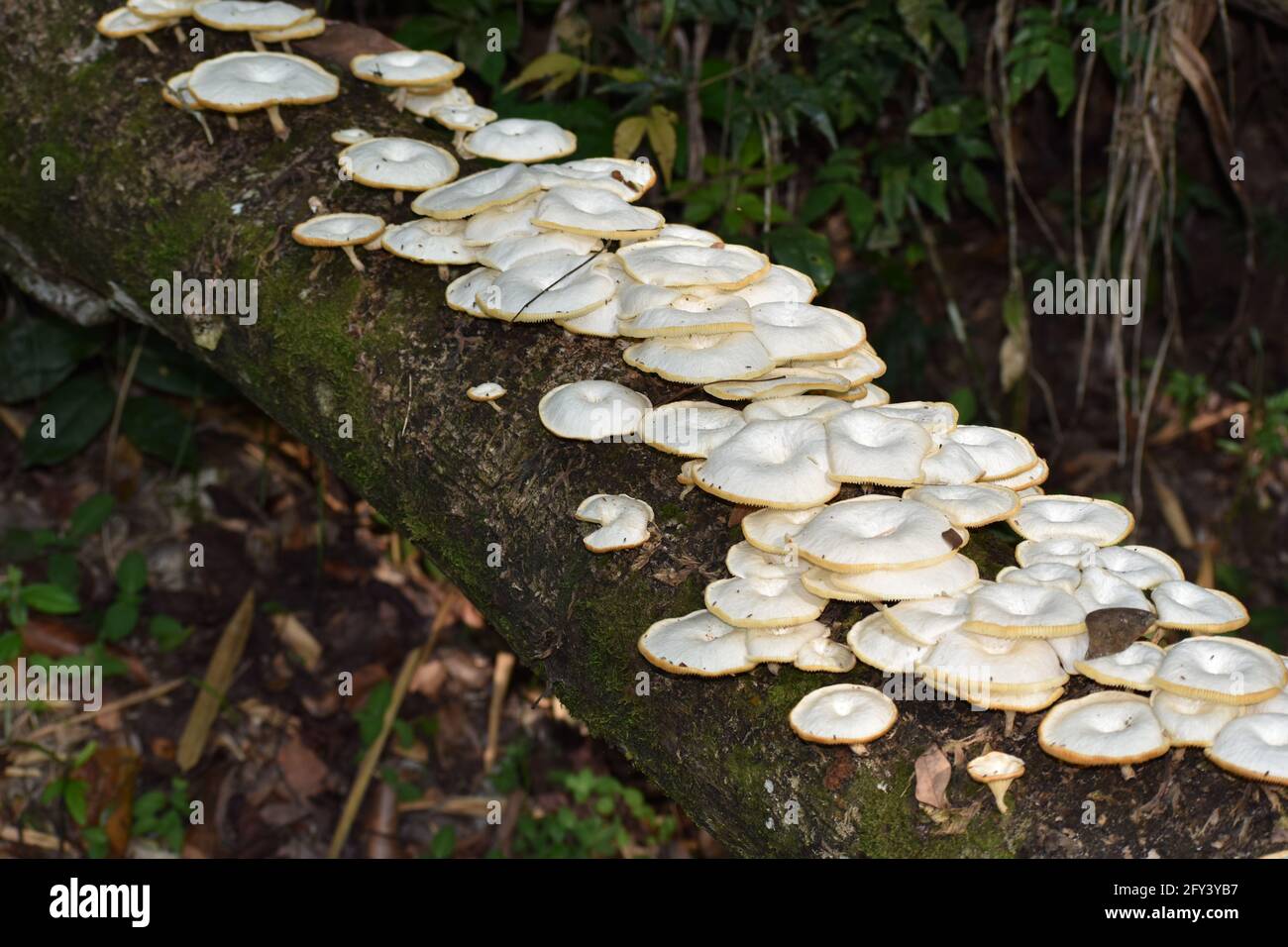 White mushrooms growing on a dead tree bark in a rainforest forest located on the northern range of Trinidad. Stock Photo