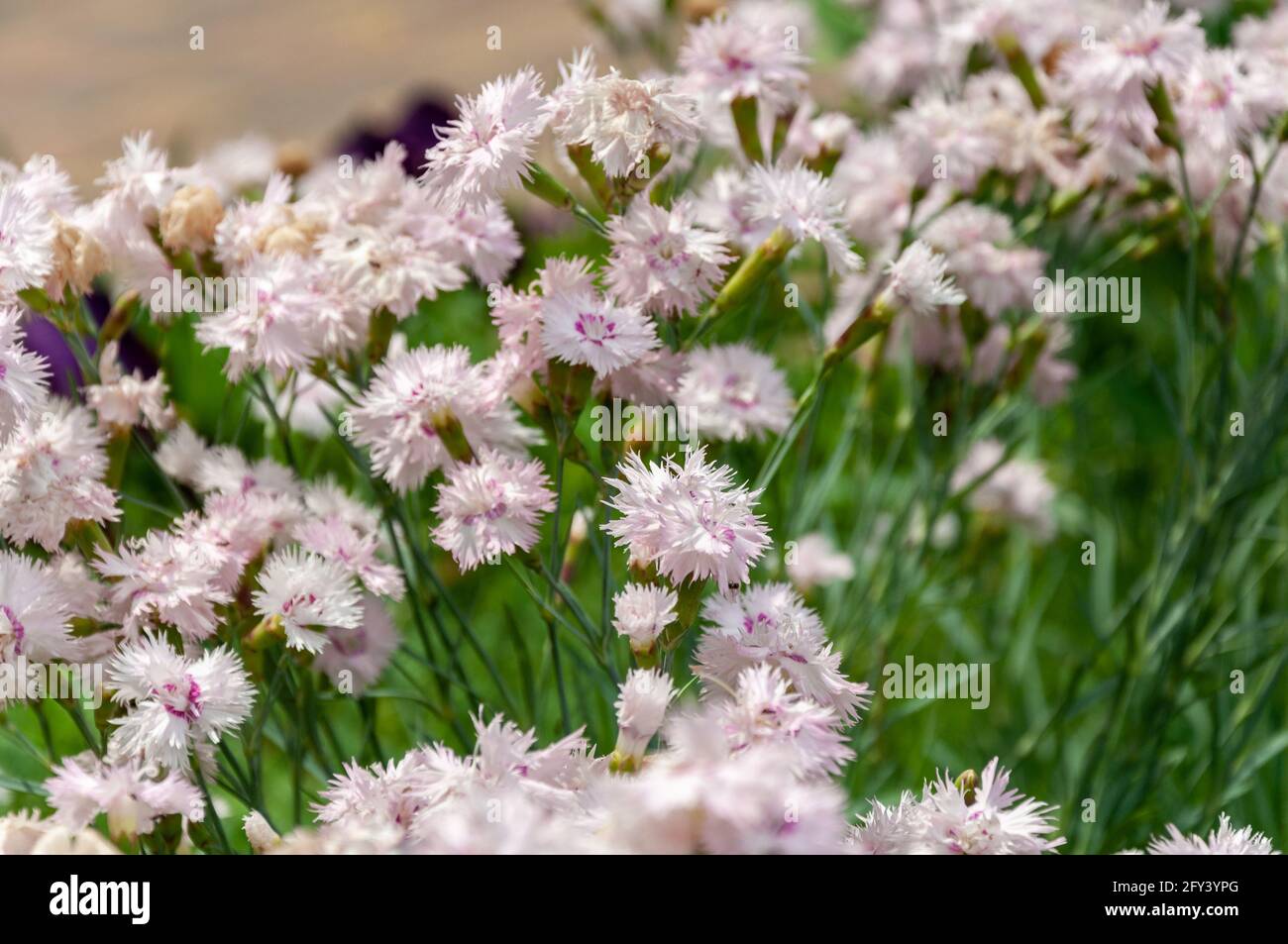 Carnation Pinnate. The beautiful pinnate carnation is an unpretentious and fairly hardy perennial. Stock Photo