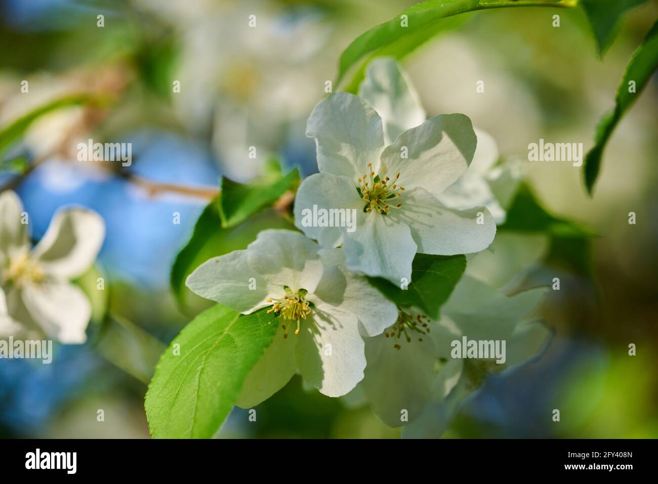 White blossoming apple flowers with green leaves Stock Photo