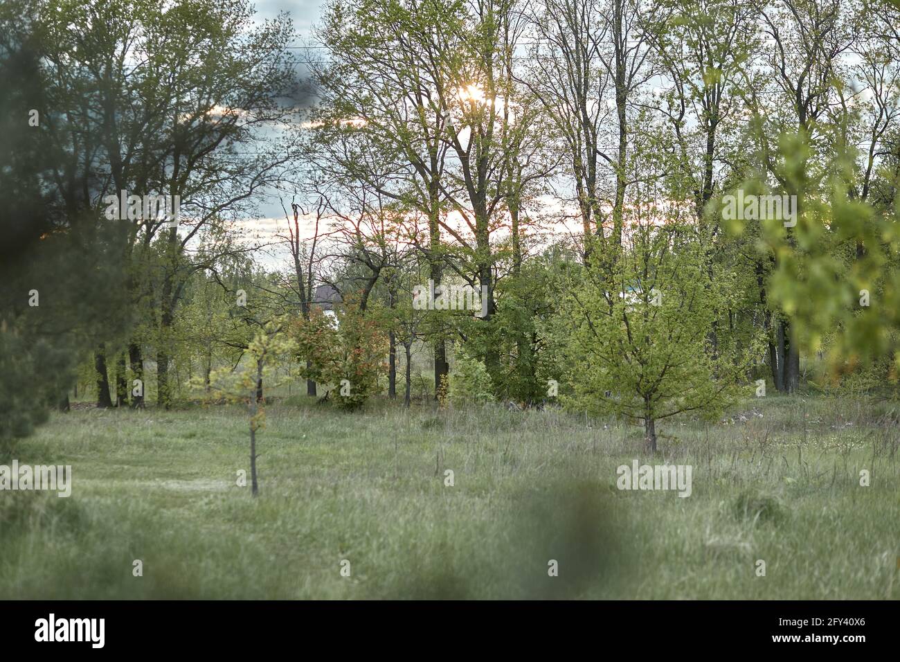 Relaxing, peaceful, calmness meadow in the forest at sunset with sunlight. Ecosystem concept. Nobody. Tranquility concept. High quality photo Stock Photo