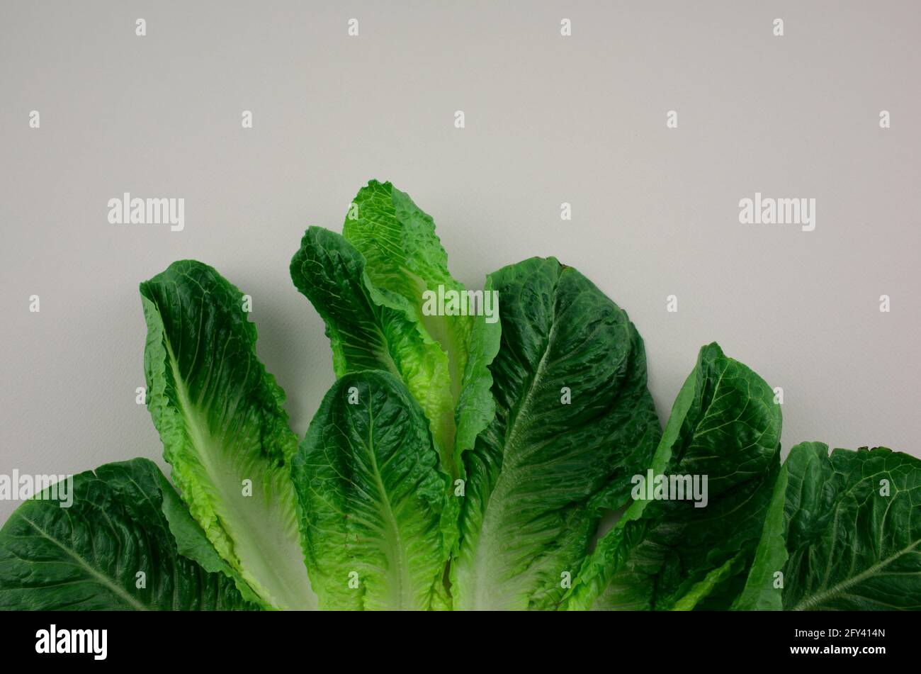 Cos lettuce, Romaine lettuce vegetable arrangement pattern flat lay on grey background. Stock Photo