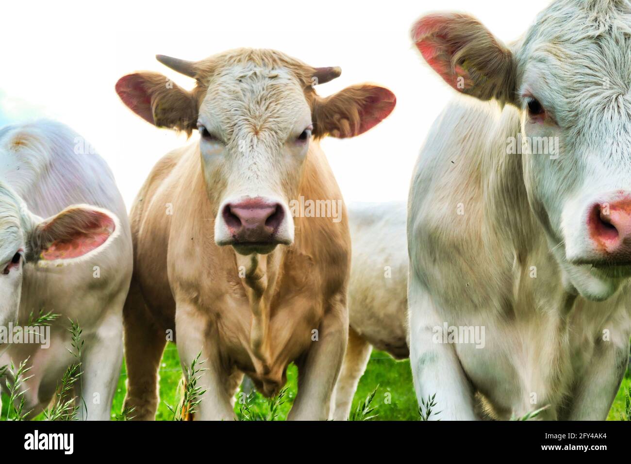 Group of young, white-brown, Cows Stock Photo