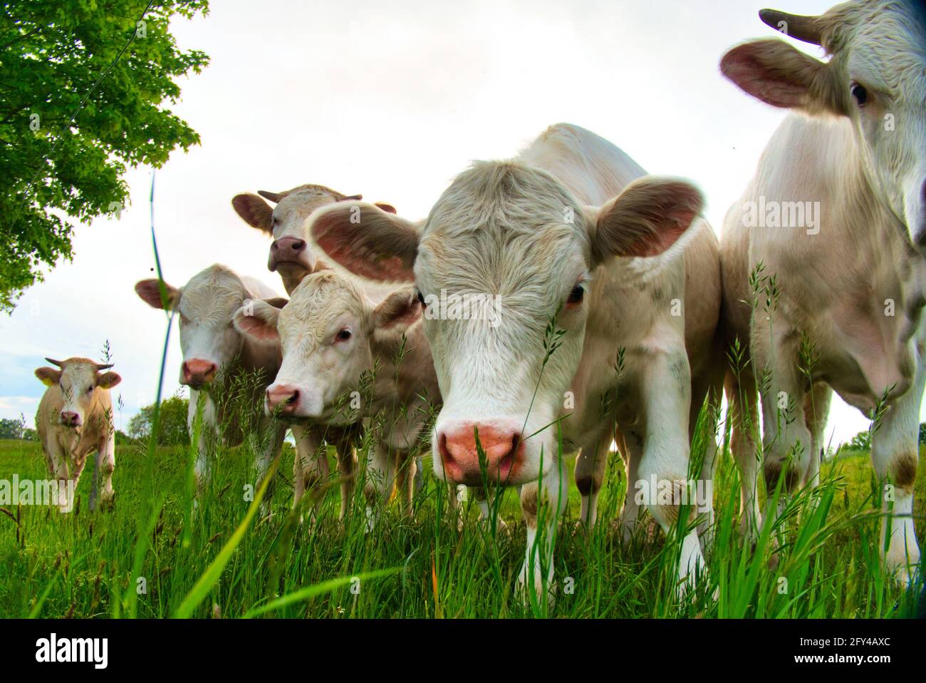 Kühe auf Naturweide / Cows Stock Photo
