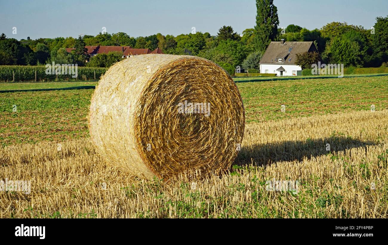 Big straw bale on stubble field in Northrhine-Westfalia, Germany. Großer Strohballen auf Stoppelfeid in Nordrhein-Wesfalen, Deutschland. August 2020. Stock Photo
