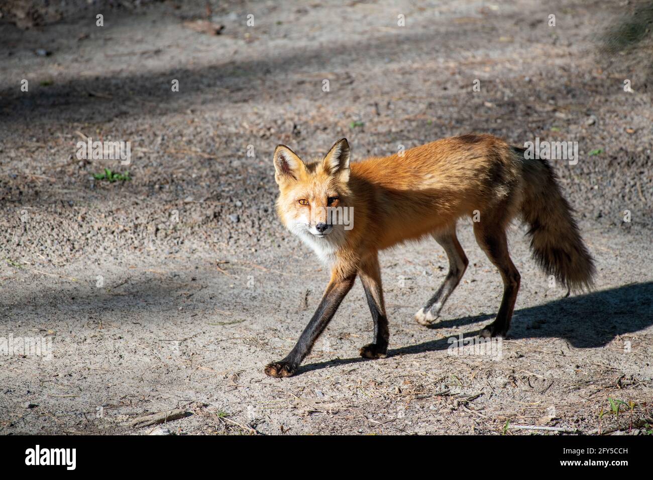 Red fox (Vulpes vulpes) hunting to feed her three kits in Canada Stock Photo