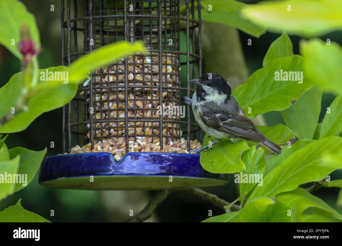 Small Coal tit bird "Periparus ater" on bird feeder with seed for food during Spring in Ireland. Surrounded by fresh green leaves Stock Photo