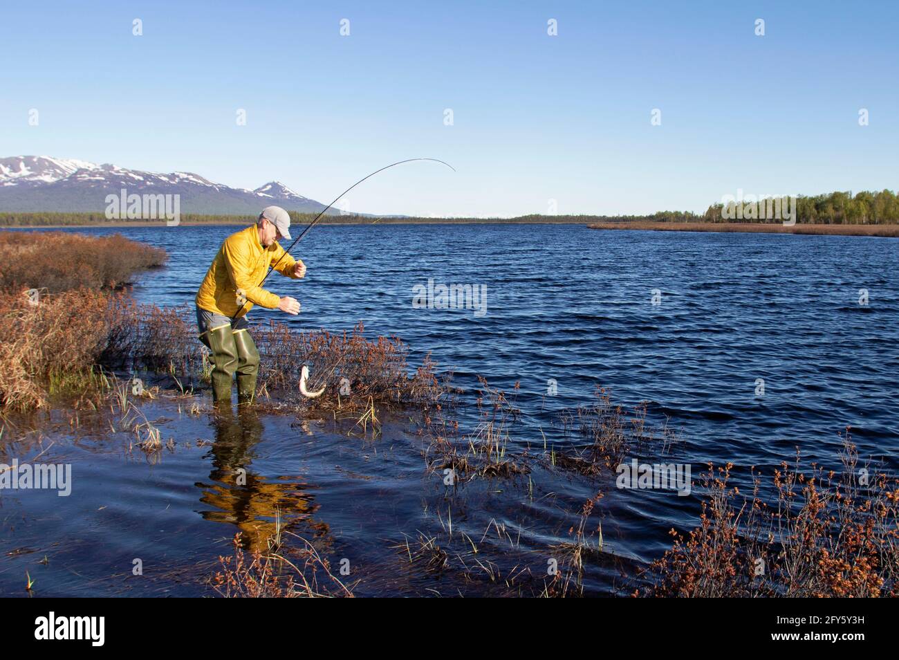 An angler brings in a small northern pike caught in a remote lake in Southcentral Alaska's Susitna Valley. Stock Photo