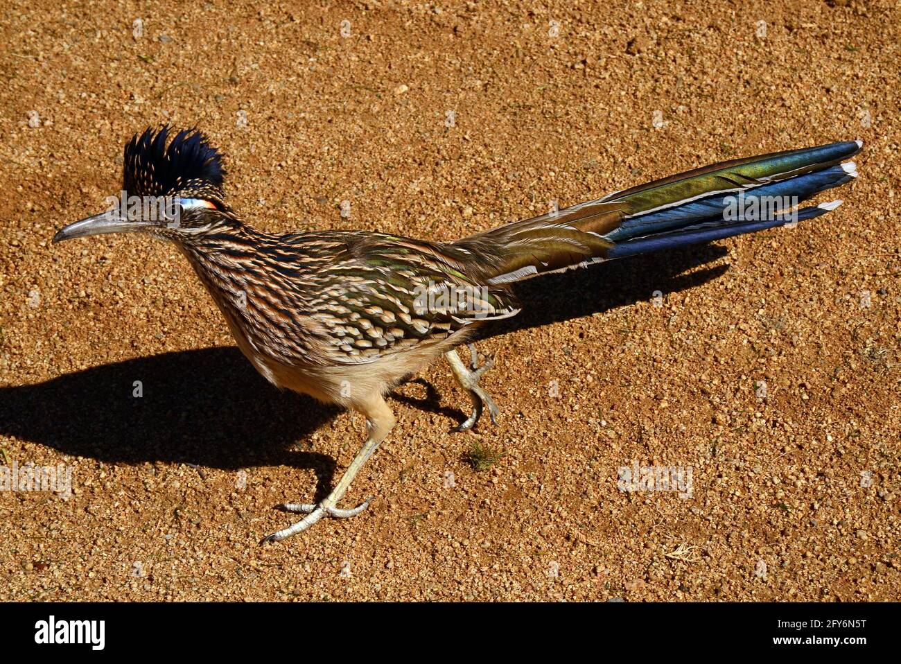 Desert Birds
