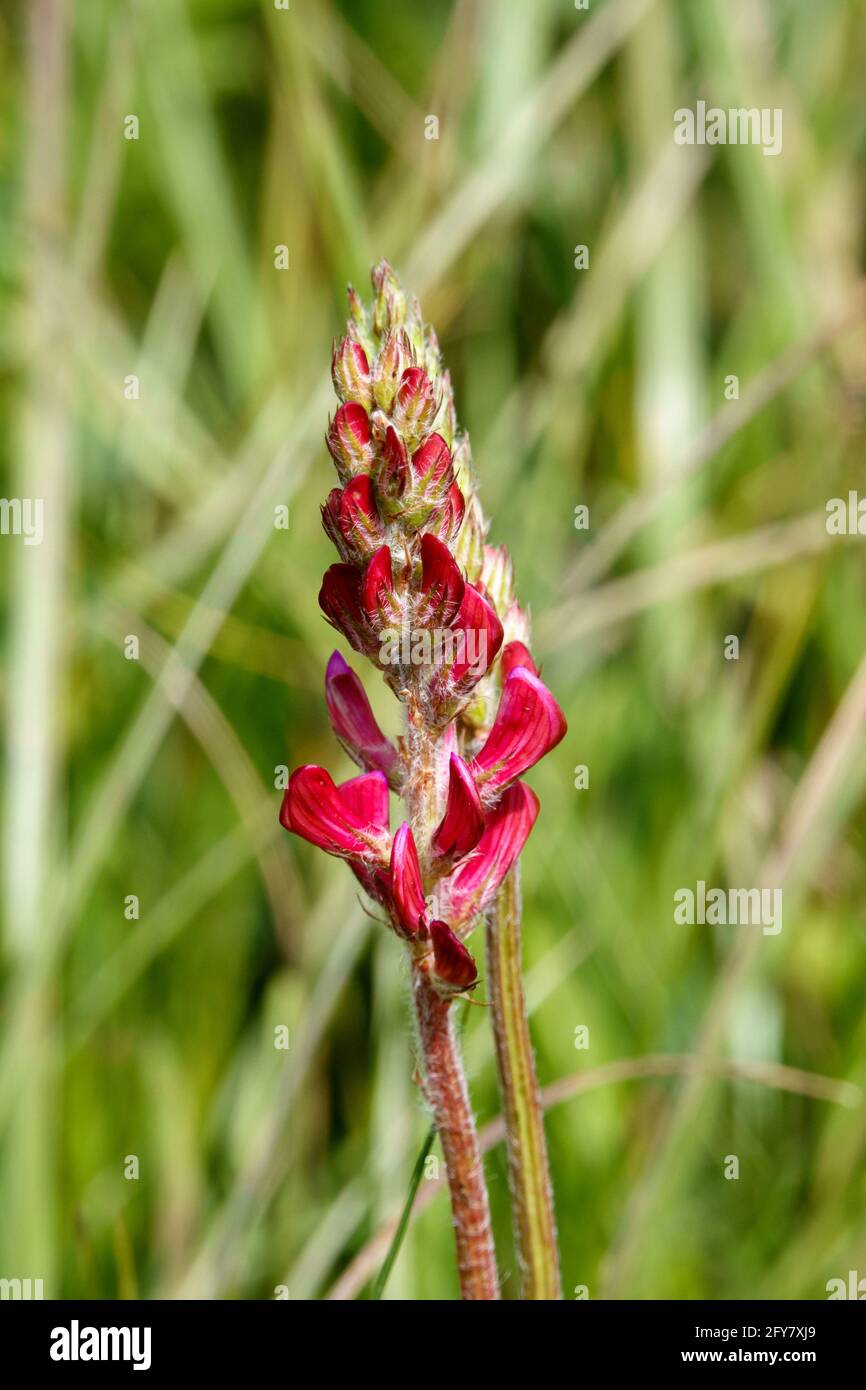 Sainfoin (Onobrychis viciifolia) growing in the chalk grassland on Salisbury Plain military training area Stock Photo