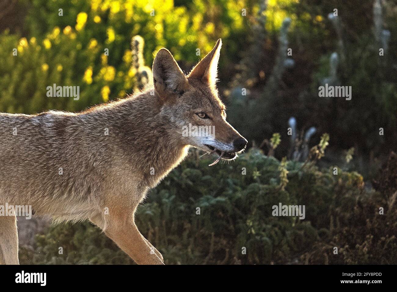 Coyote mother hires stock photography and images Alamy